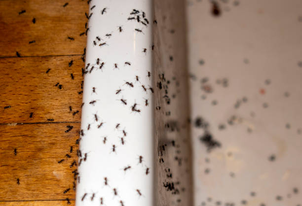 Best Termite Control Services  in Lochearn, MD