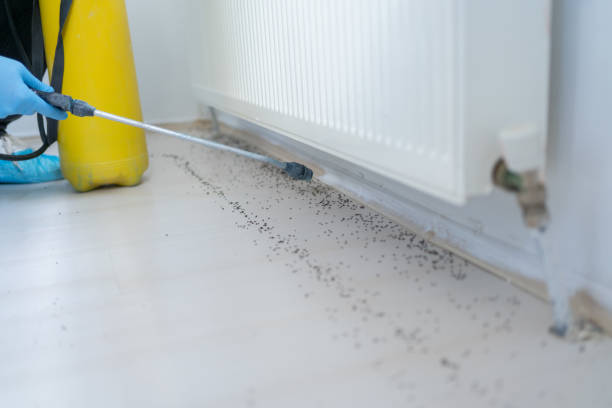 Best Local Pest Control Services  in Lochearn, MD